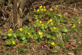 Eranthis hyemalisWinterakoniet bestellen